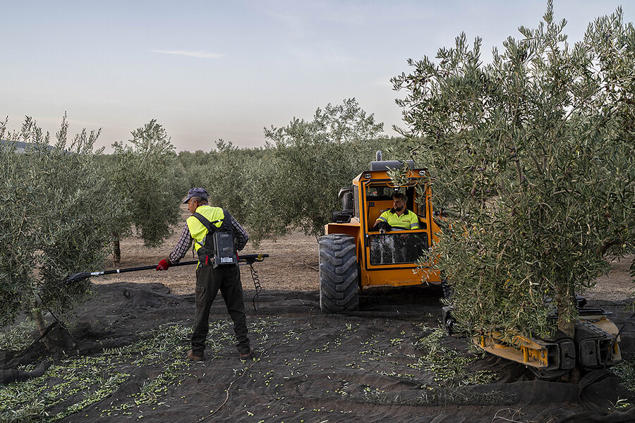 The Great Olive Oil Shortage Can resilient farmers cope?